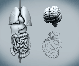 Leaky gut associated with heart disease