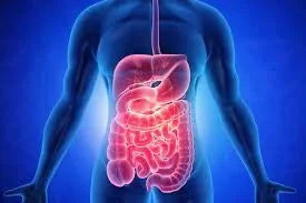Human digestive system illustration highlighting intestines and stomach on blue background