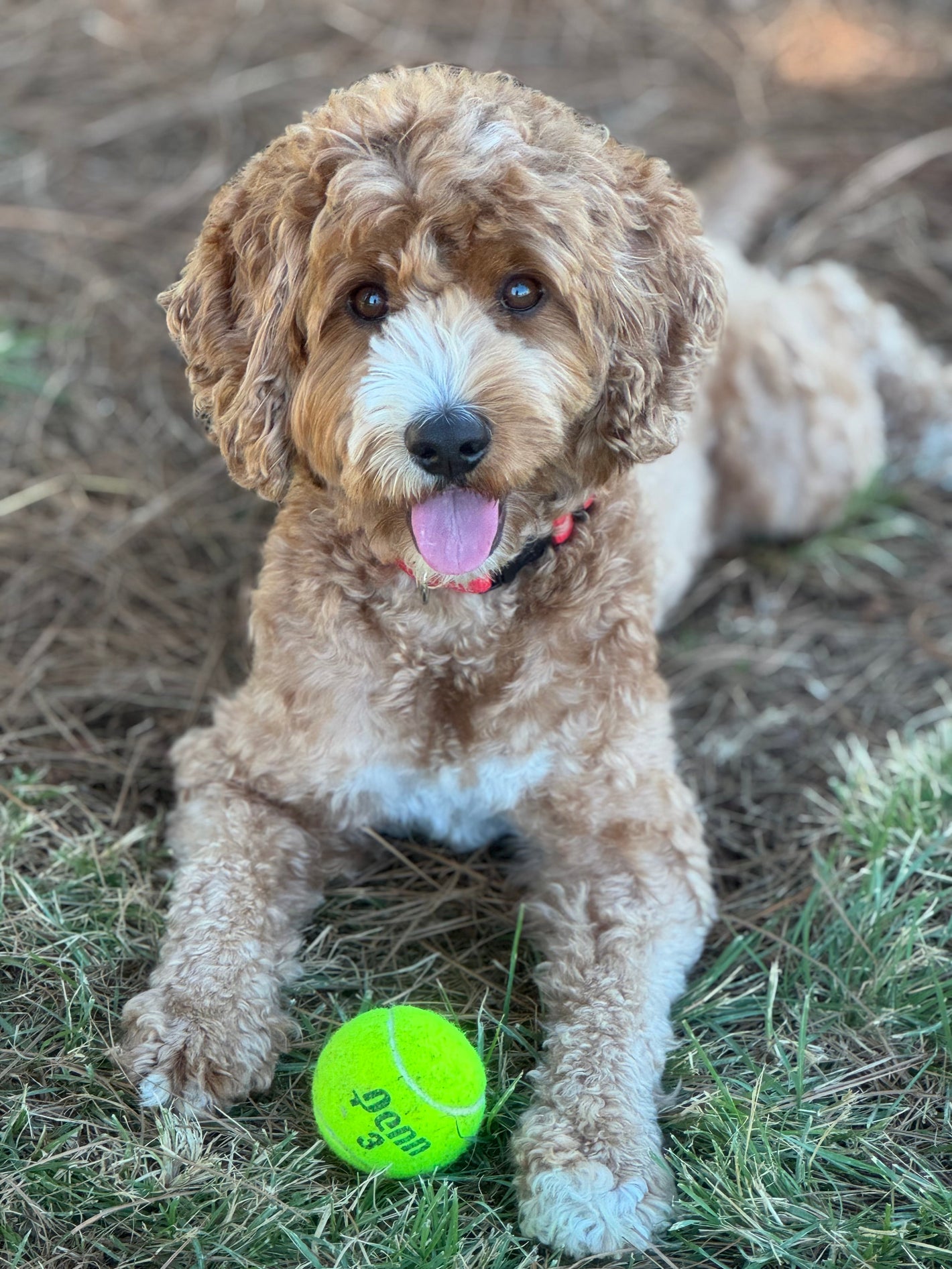 Pets - SDBrainCenter